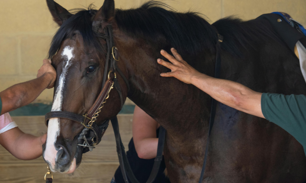 Manos acariciando a un caballo