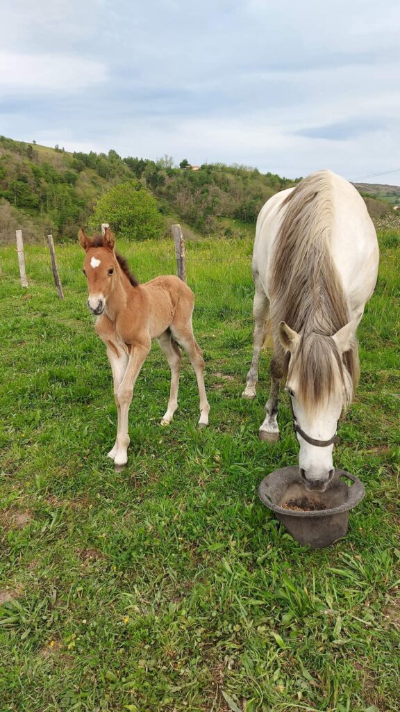 Galería Algara Centro Veterinario