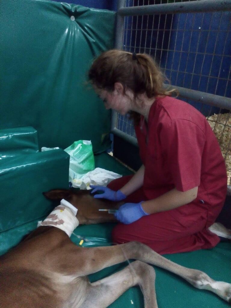 Galería Algara Centro Veterinario