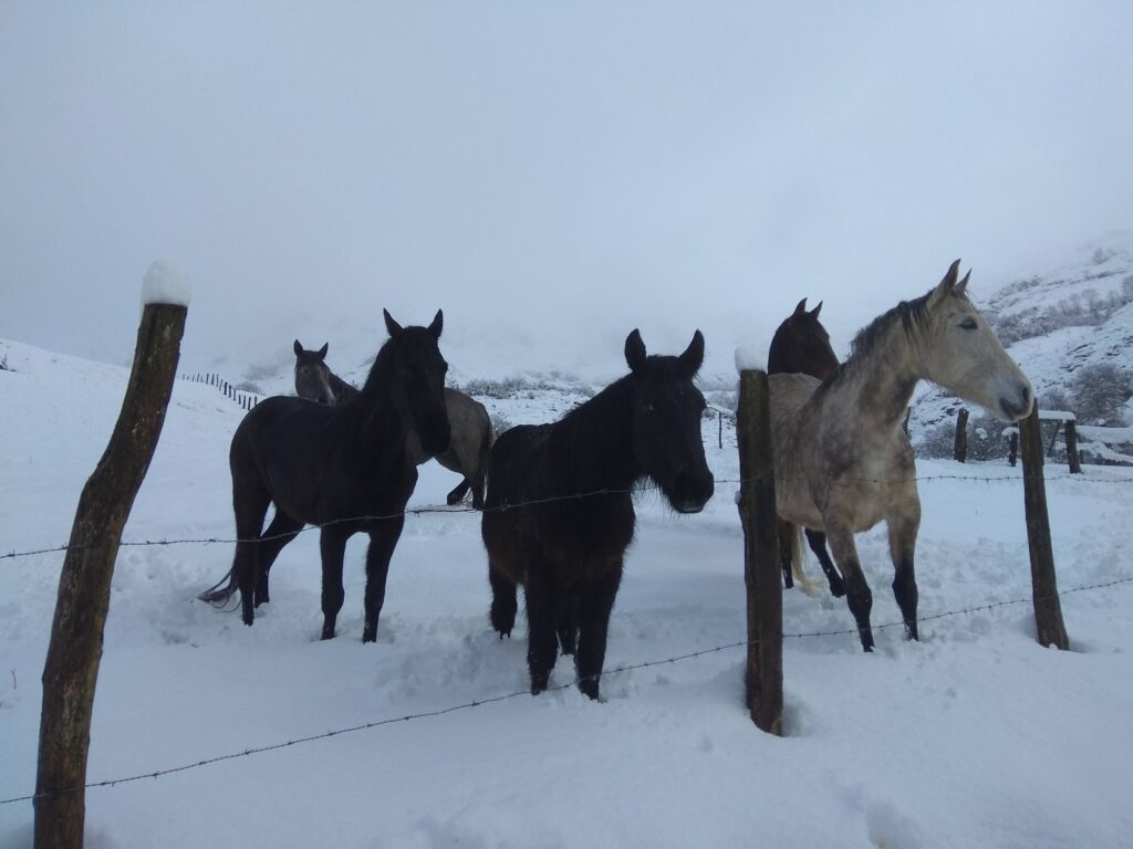 Galería Algara Centro Veterinario