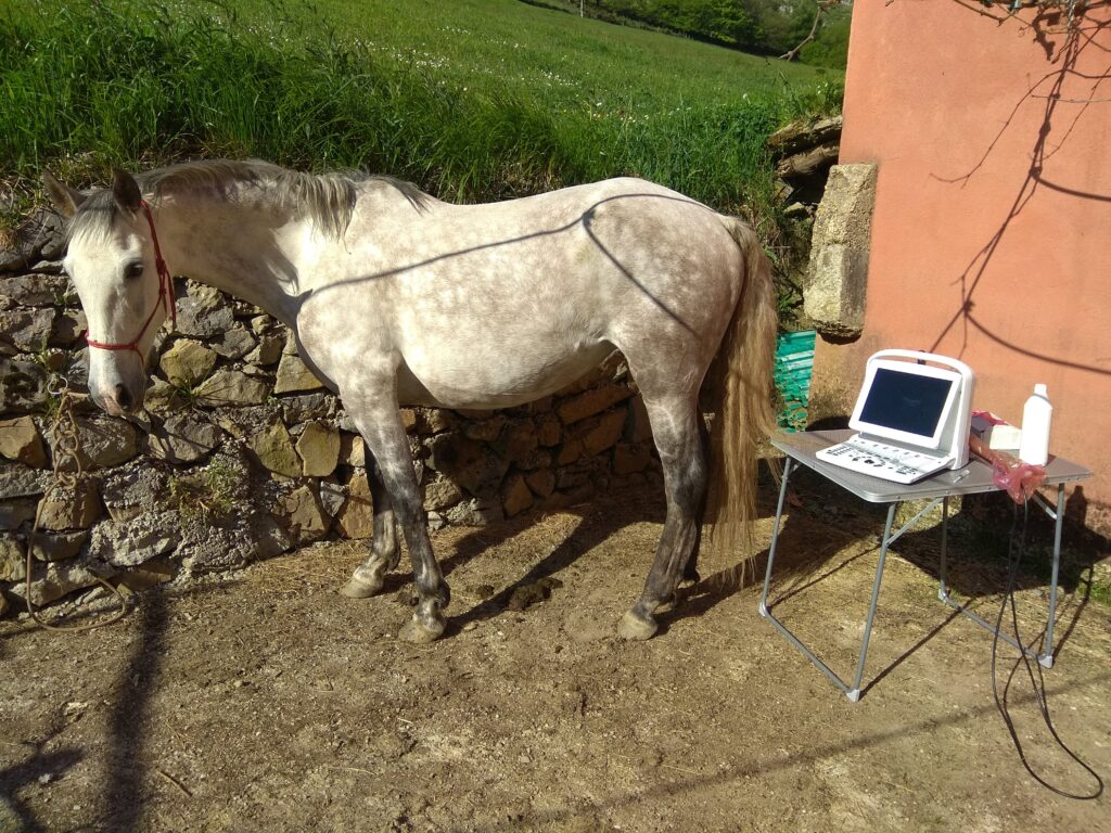 Galería Algara Centro Veterinario