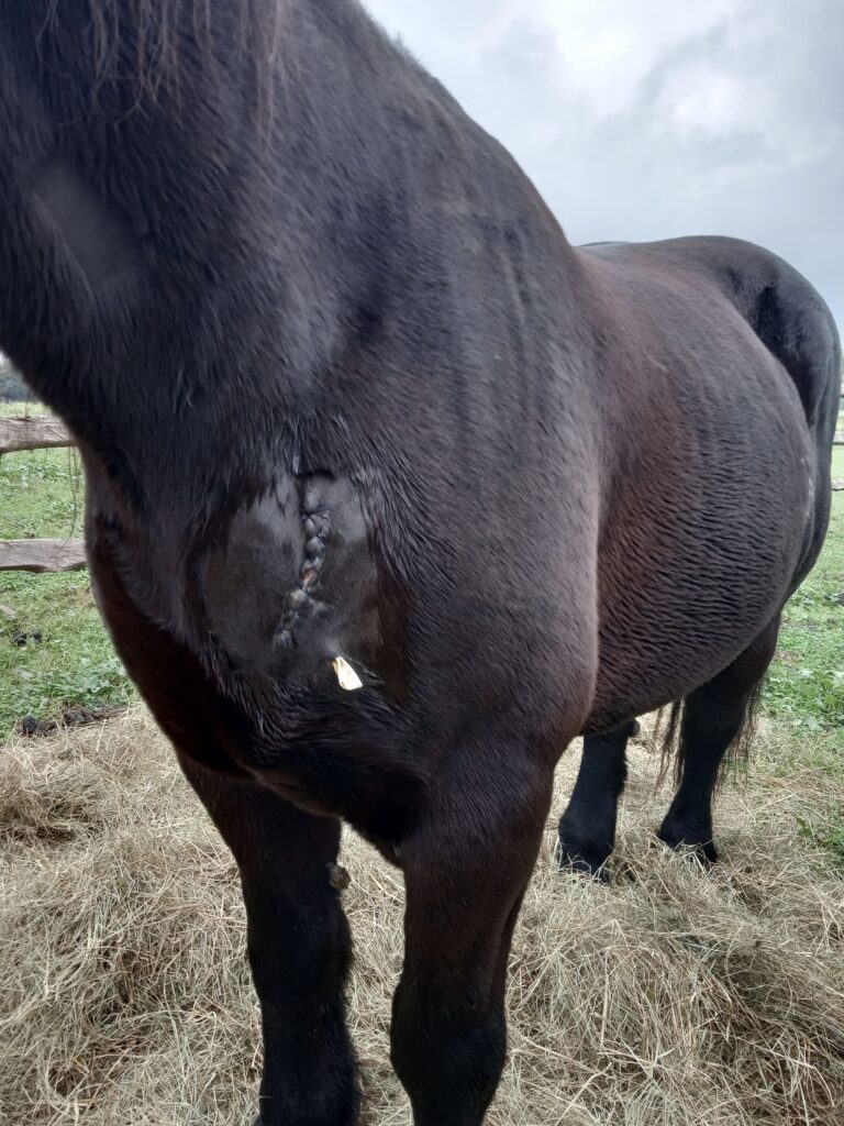Galería Algara Centro Veterinario
