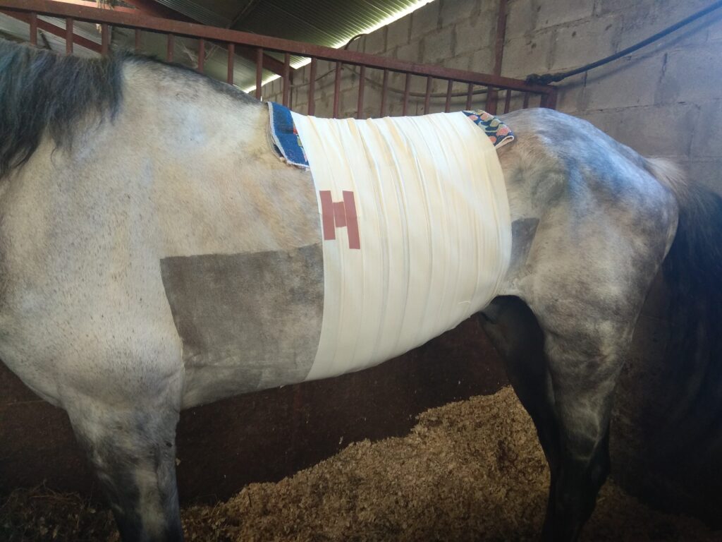 Galería Algara Centro Veterinario