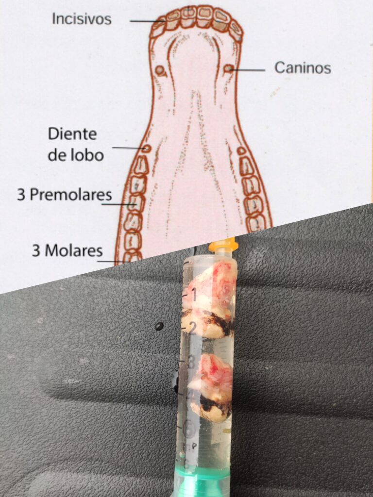 Galería Algara Centro Veterinario