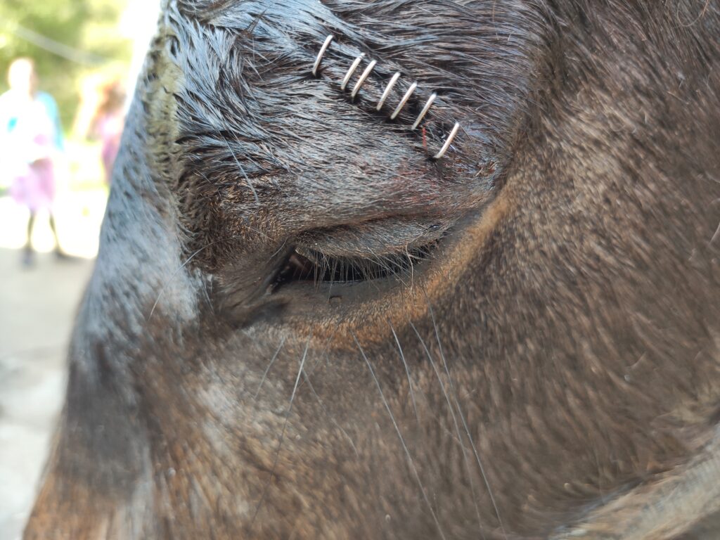 Galería Algara Centro Veterinario