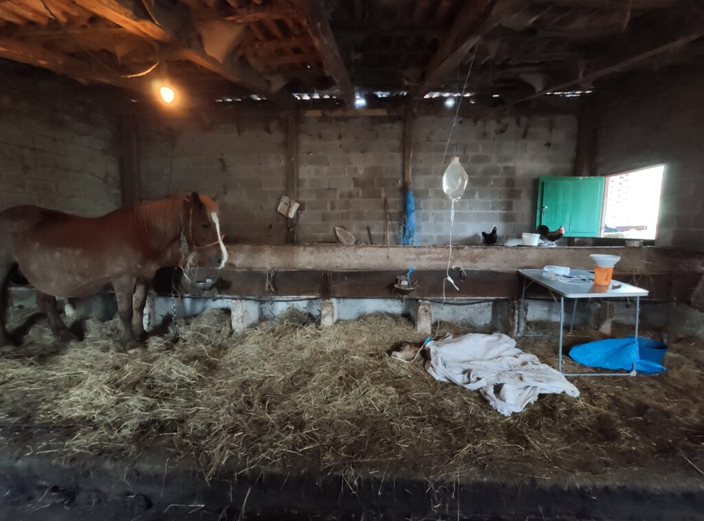 Galería Algara Centro Veterinario