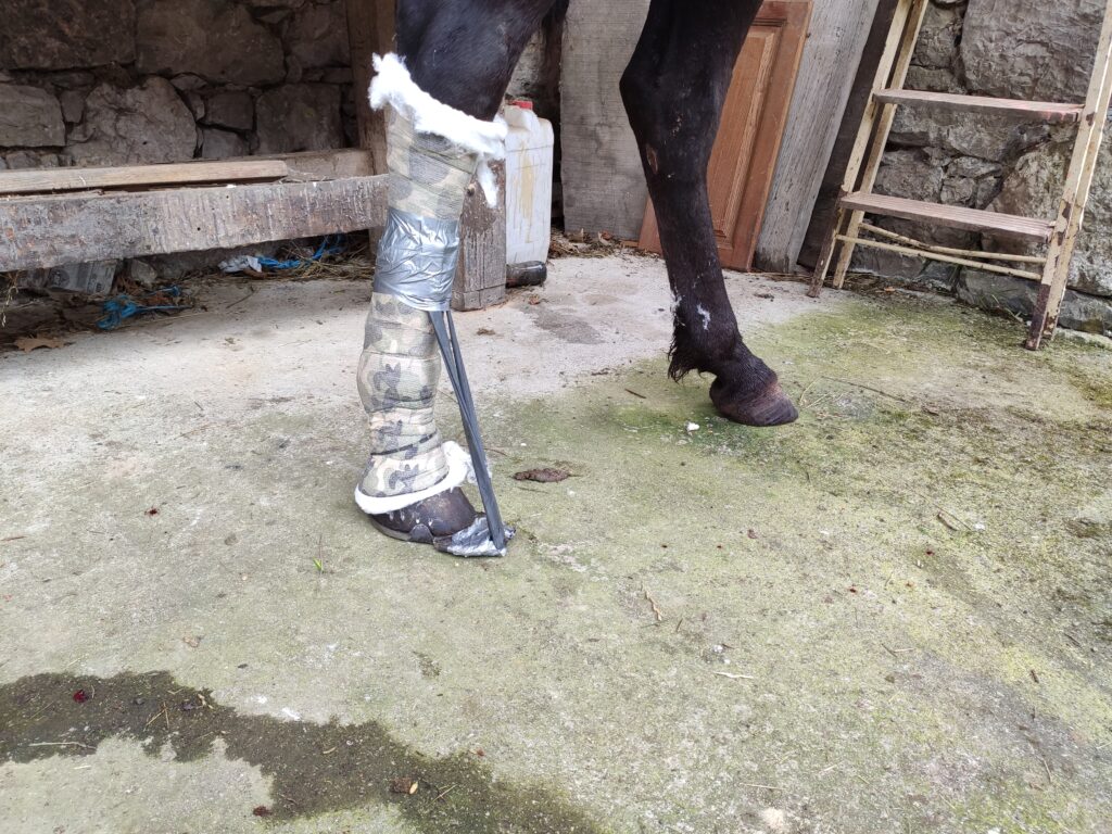 Galería Algara Centro Veterinario