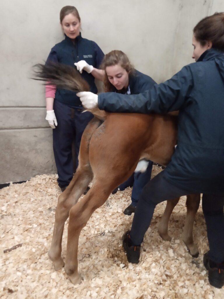 Galería Algara Centro Veterinario