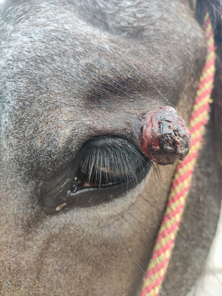 Galería Algara Centro Veterinario