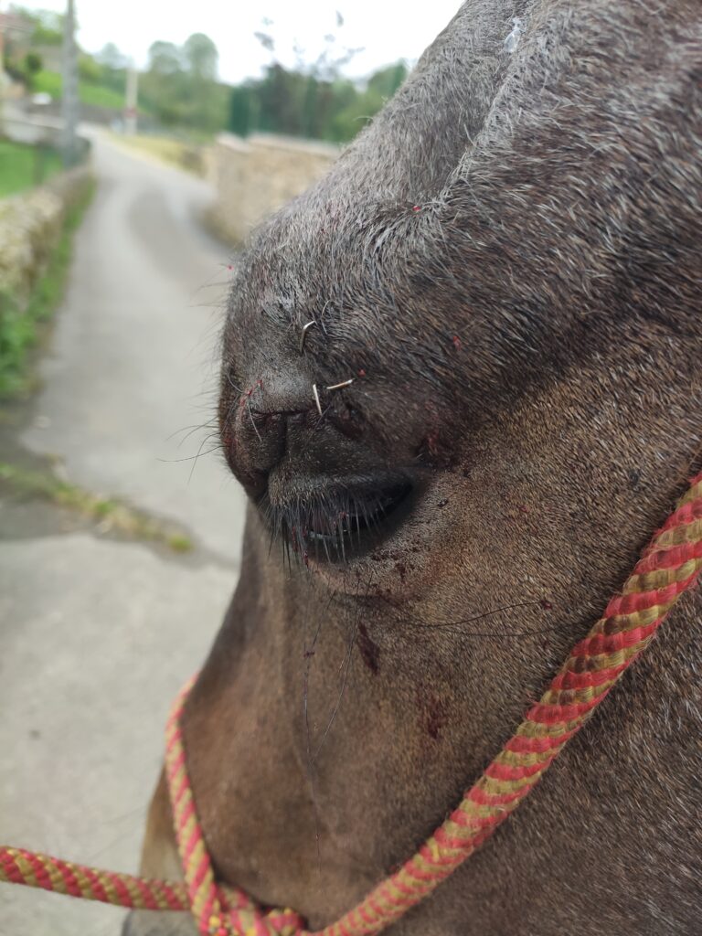 Galería Algara Centro Veterinario