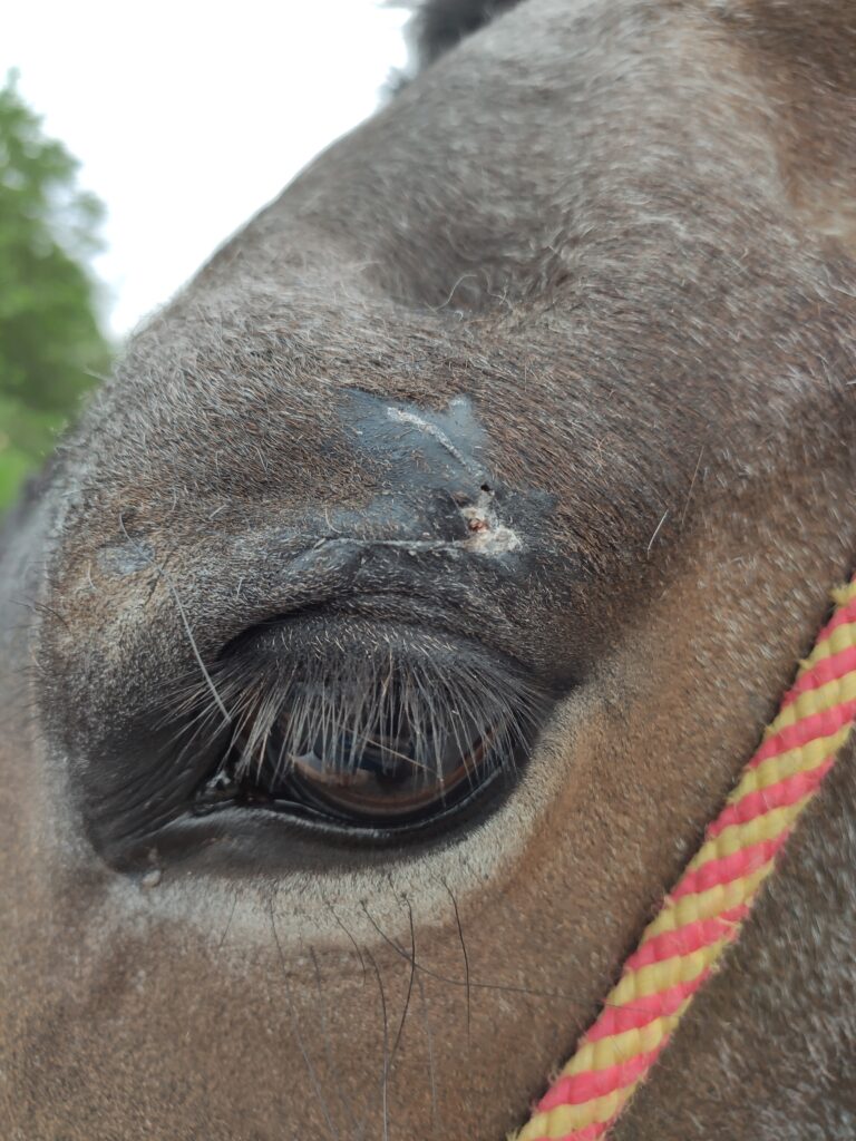 Galería Algara Centro Veterinario