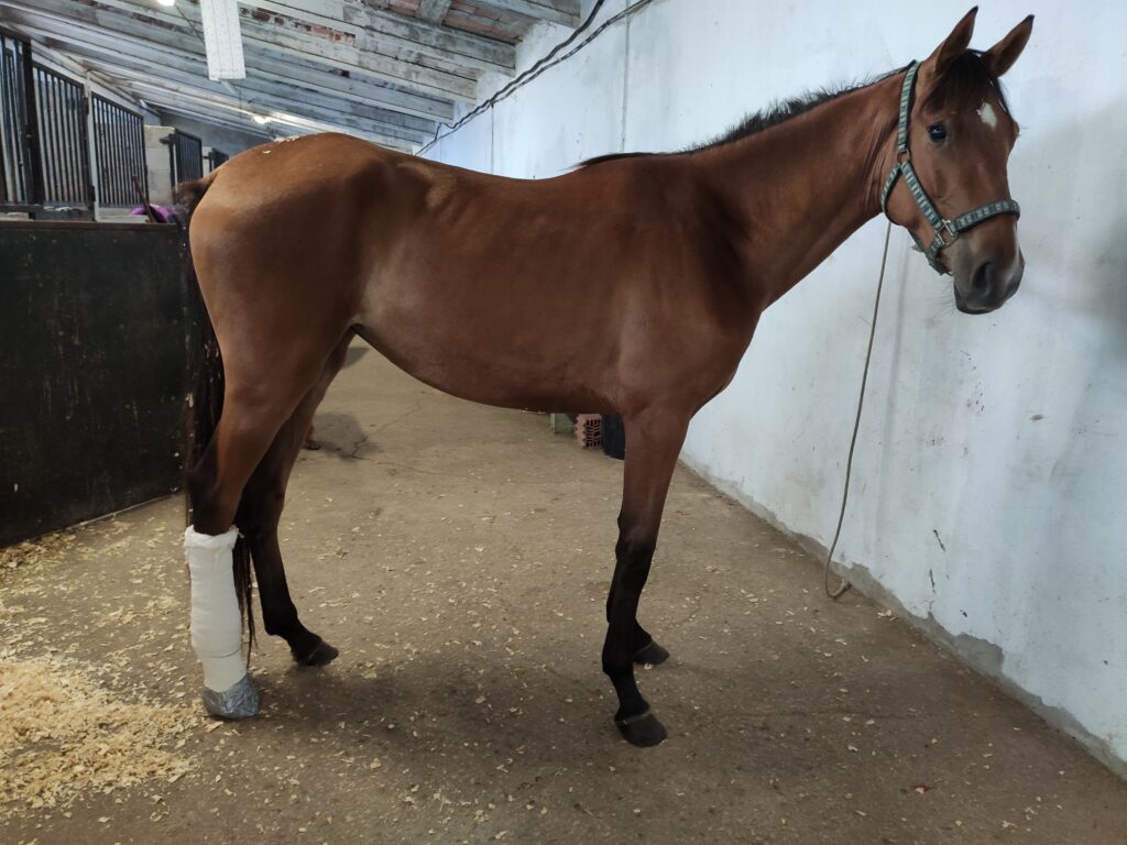 Galería Algara Centro Veterinario