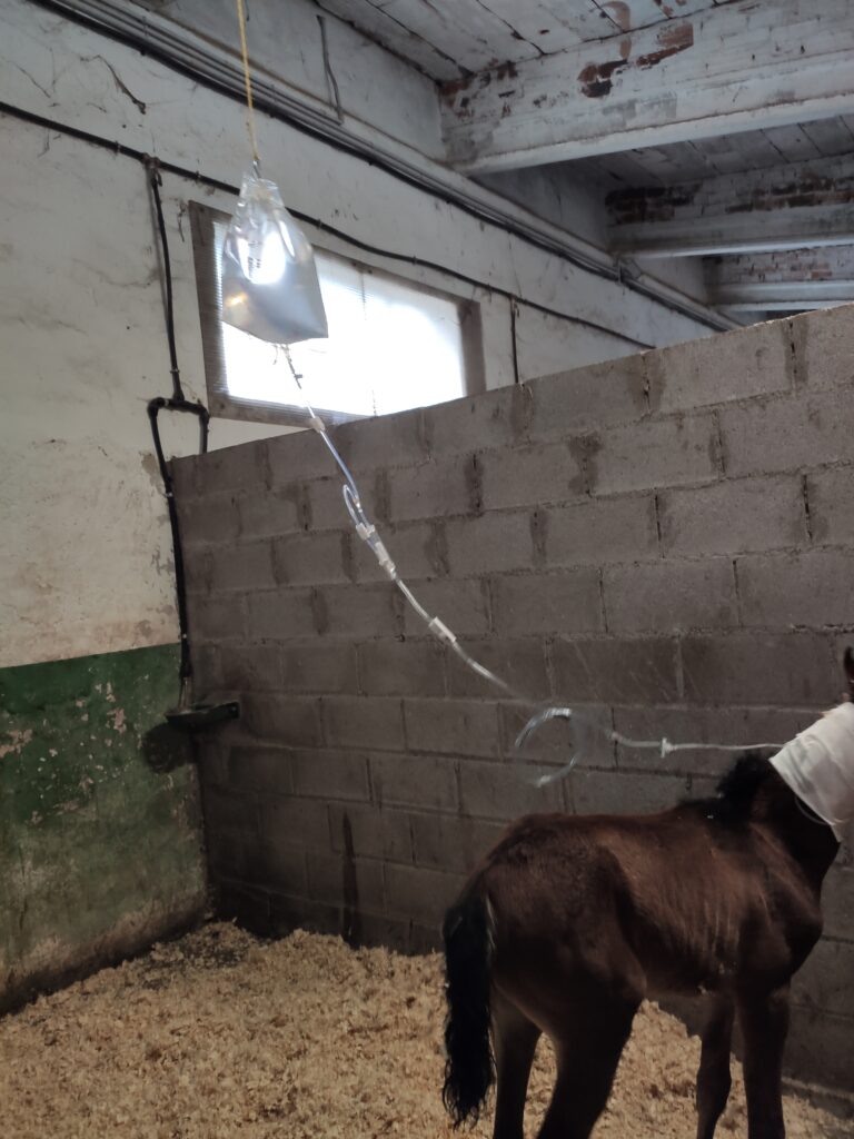 Galería Algara Centro Veterinario