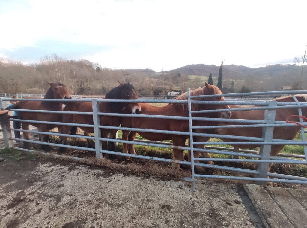 Galería Algara Centro Veterinario