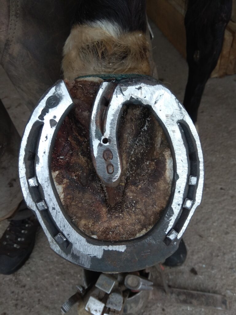 Galería Algara Centro Veterinario