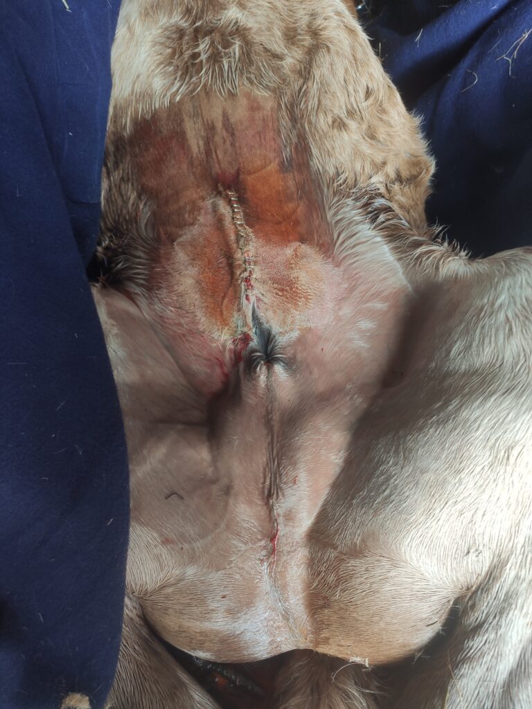 Galería Algara Centro Veterinario