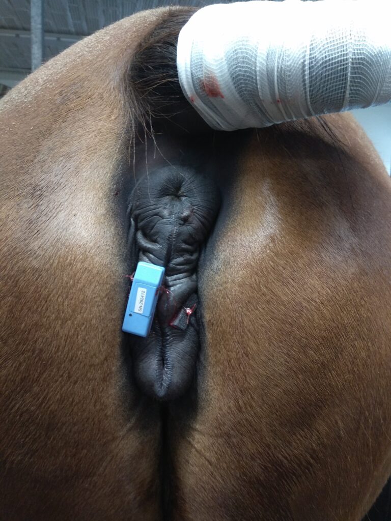 Galería Algara Centro Veterinario