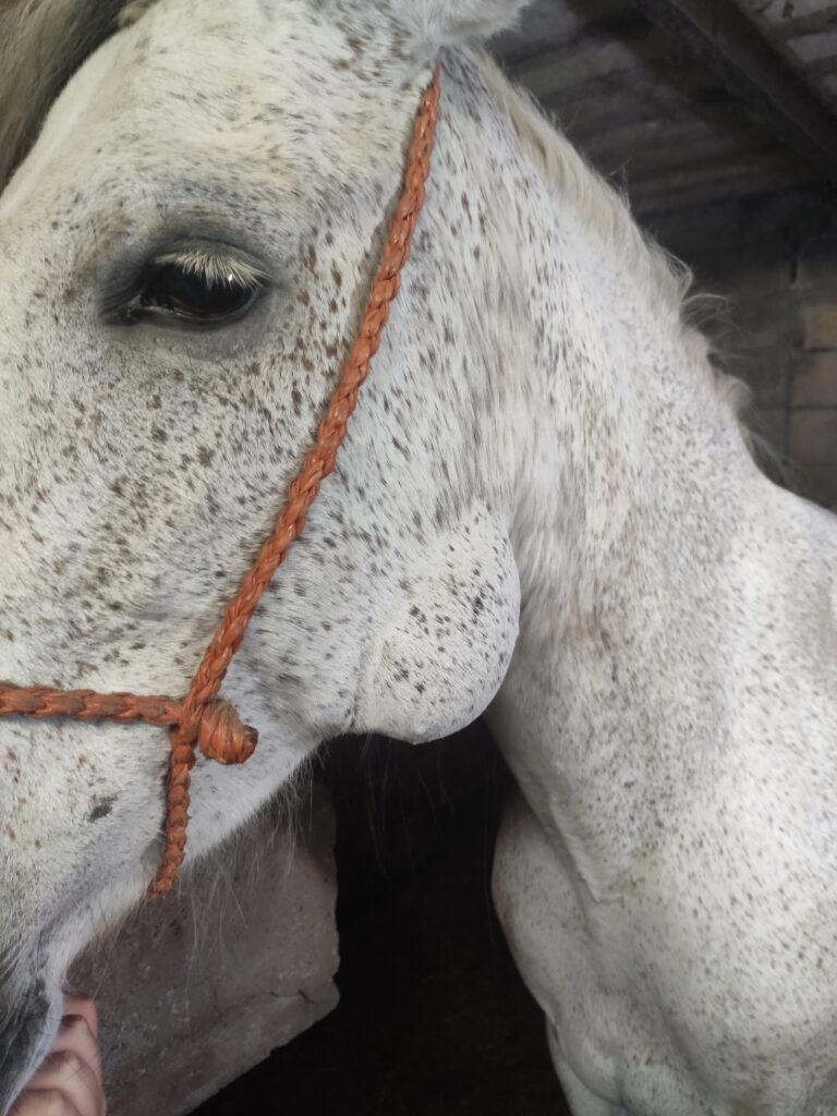 Galería Algara Centro Veterinario