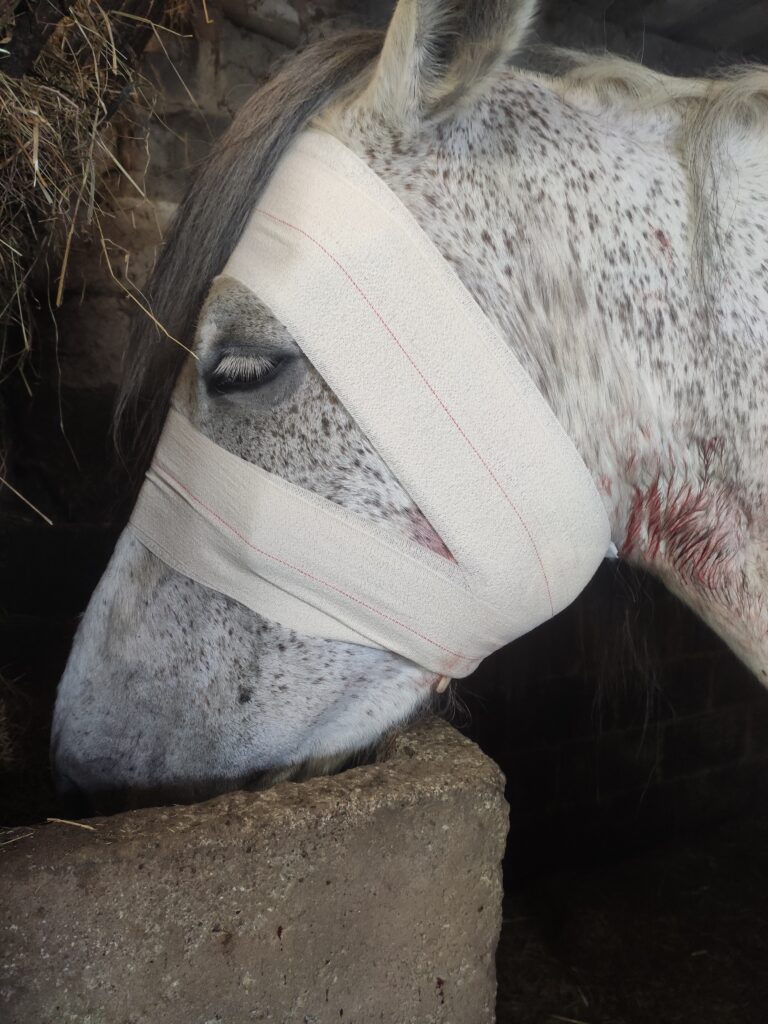 Galería Algara Centro Veterinario
