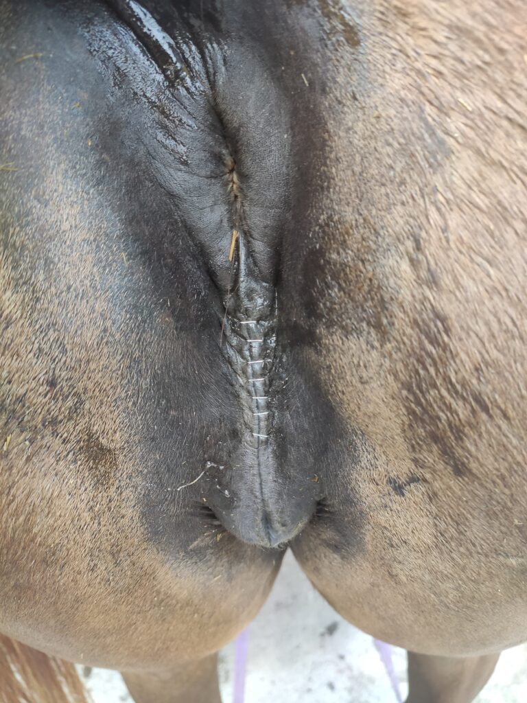 Galería Algara Centro Veterinario