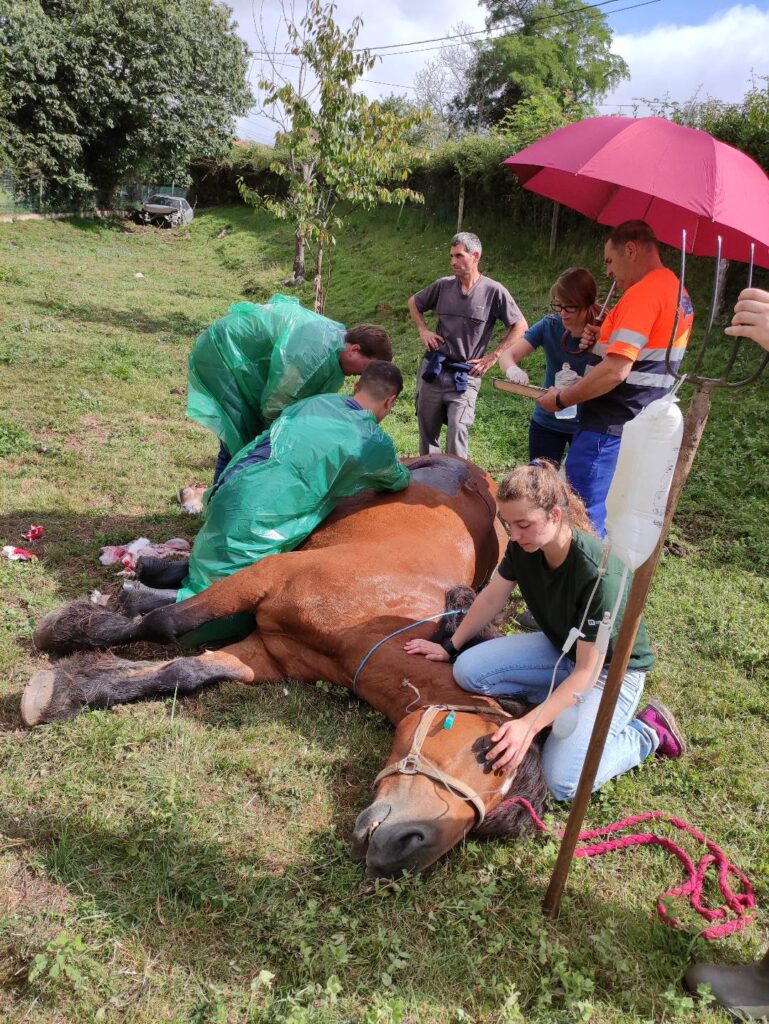 Galería Algara Centro Veterinario