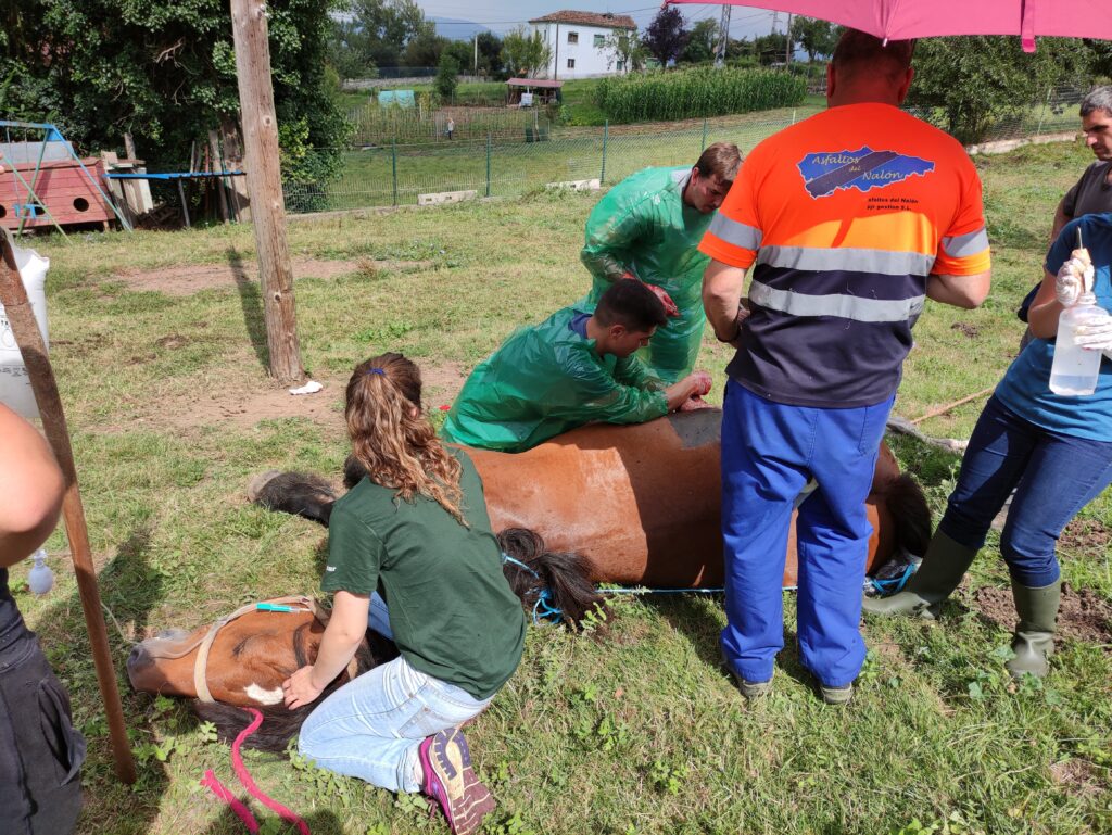 Galería Algara Centro Veterinario