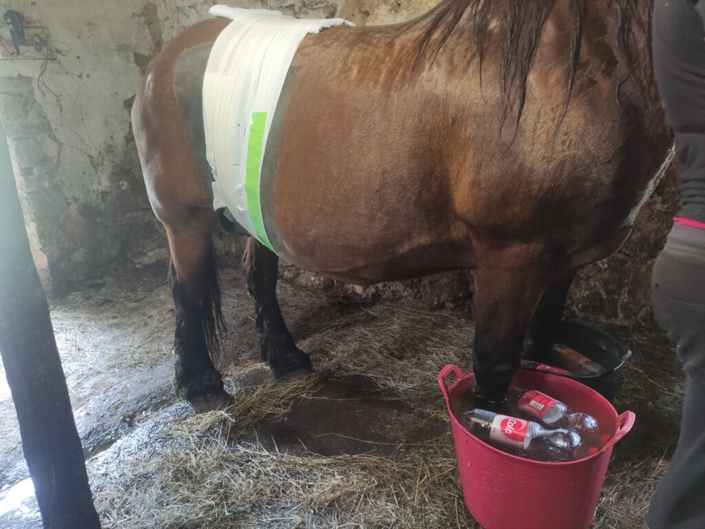Galería Algara Centro Veterinario