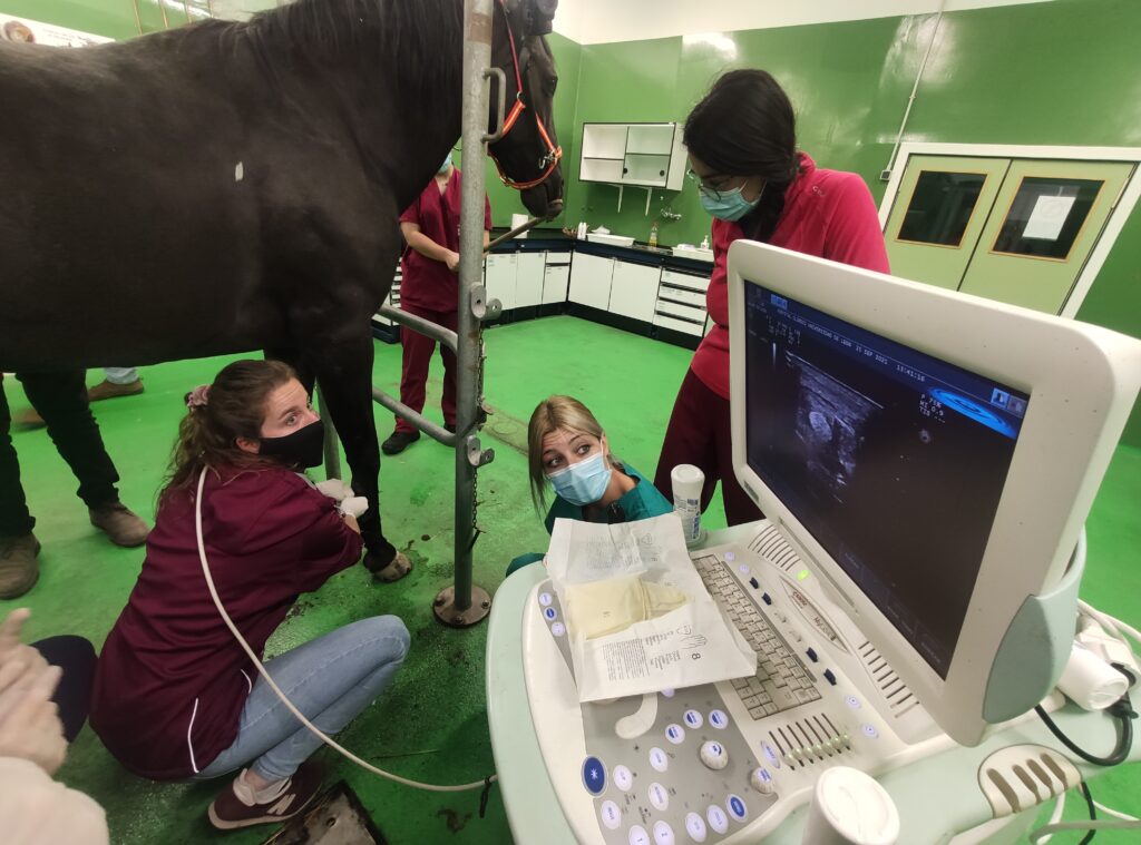 Galería Algara Centro Veterinario