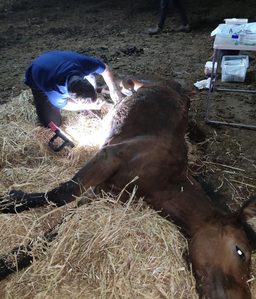 Galería Algara Centro Veterinario