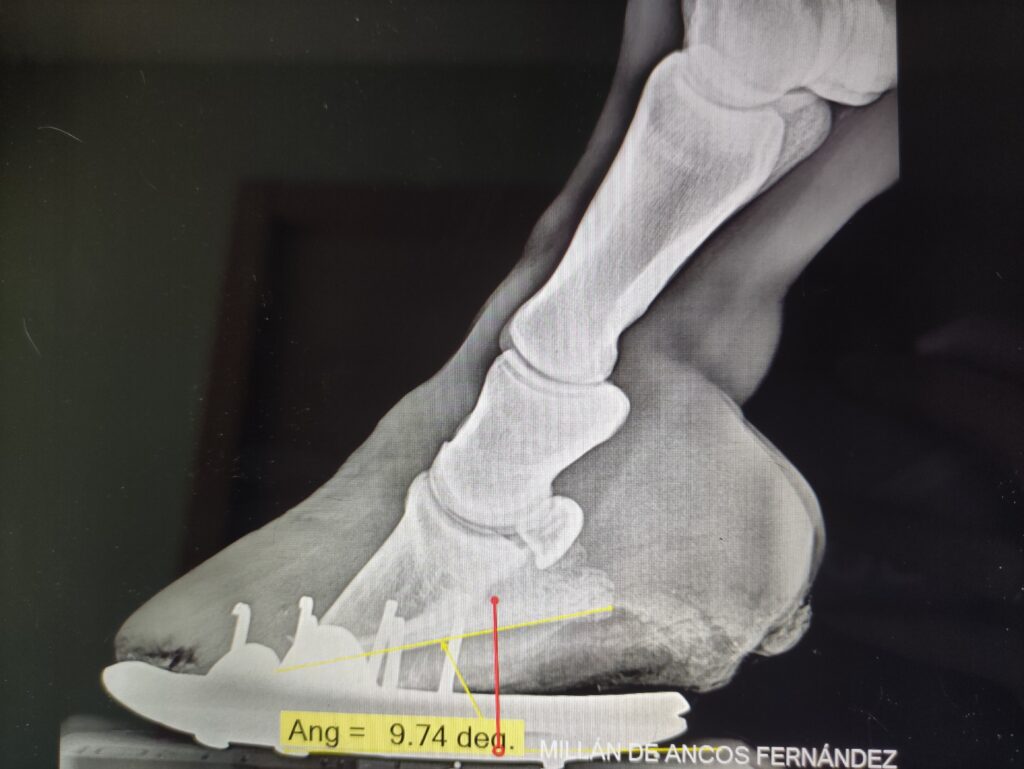 Galería Algara Centro Veterinario