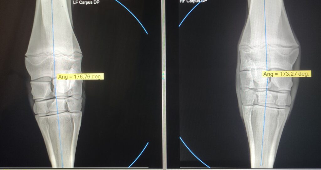 Galería Algara Centro Veterinario