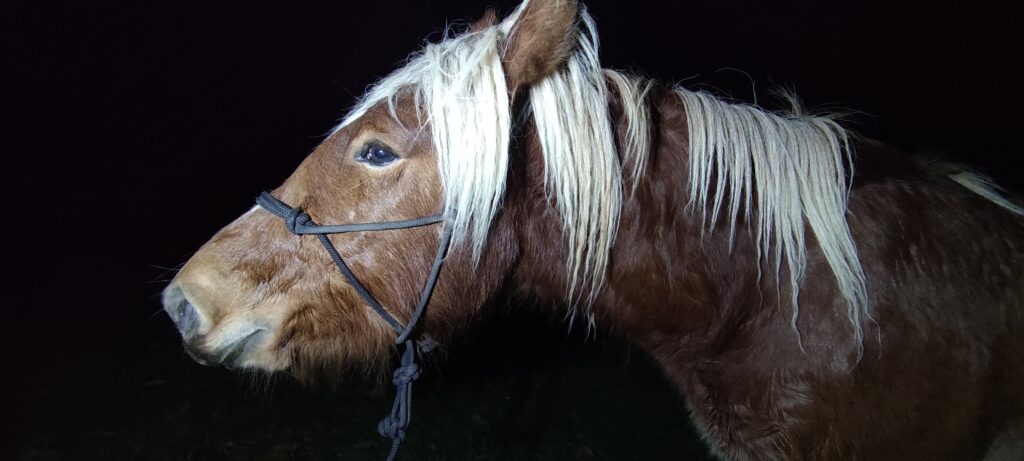 Galería Algara Centro Veterinario