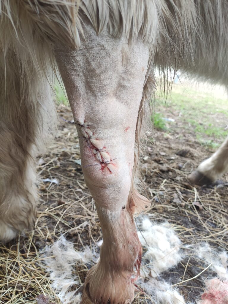 Galería Algara Centro Veterinario