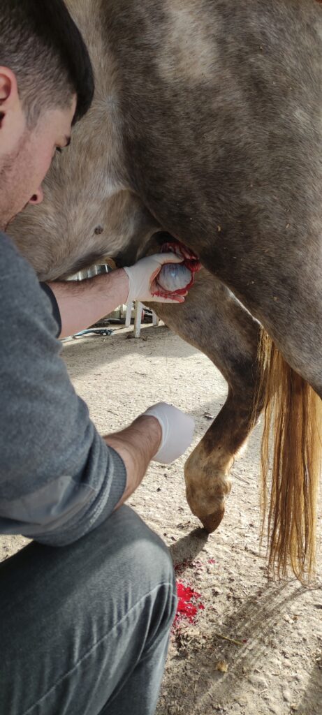 Galería Algara Centro Veterinario