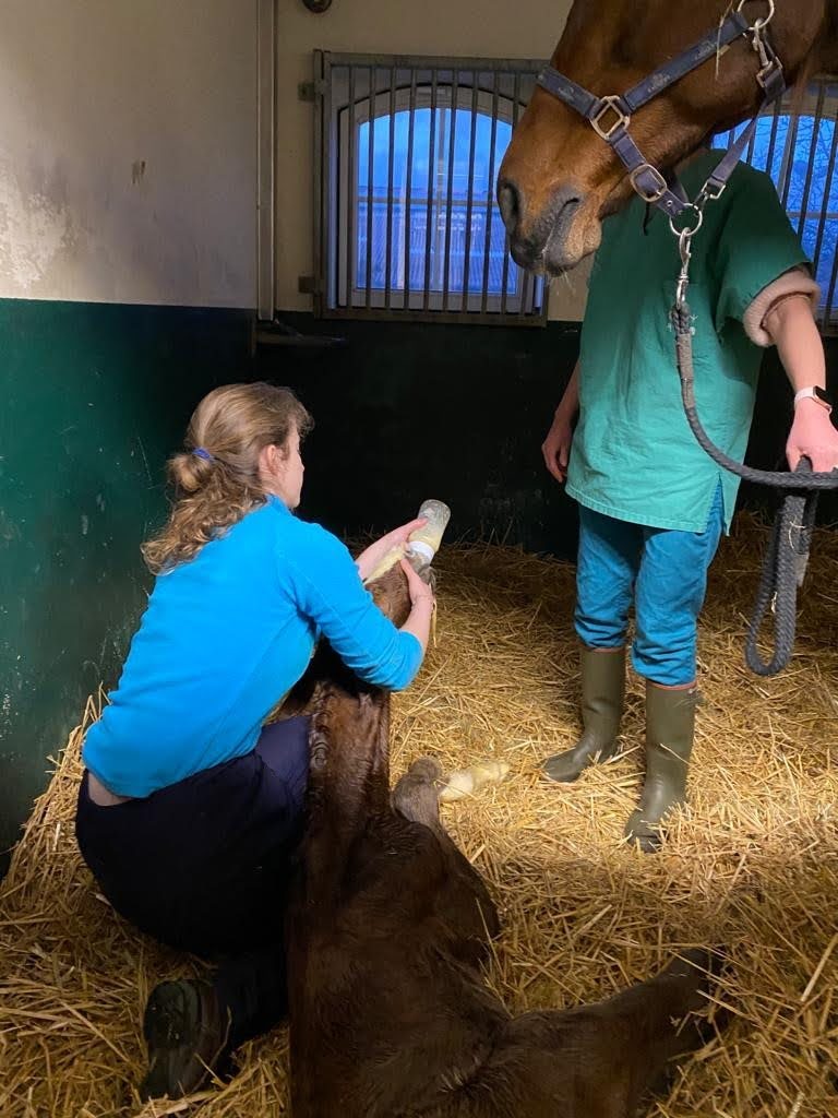 Galería Algara Centro Veterinario