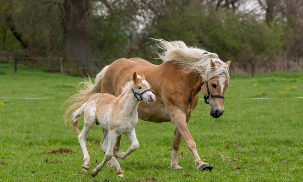 Caballo cuidando de su potro