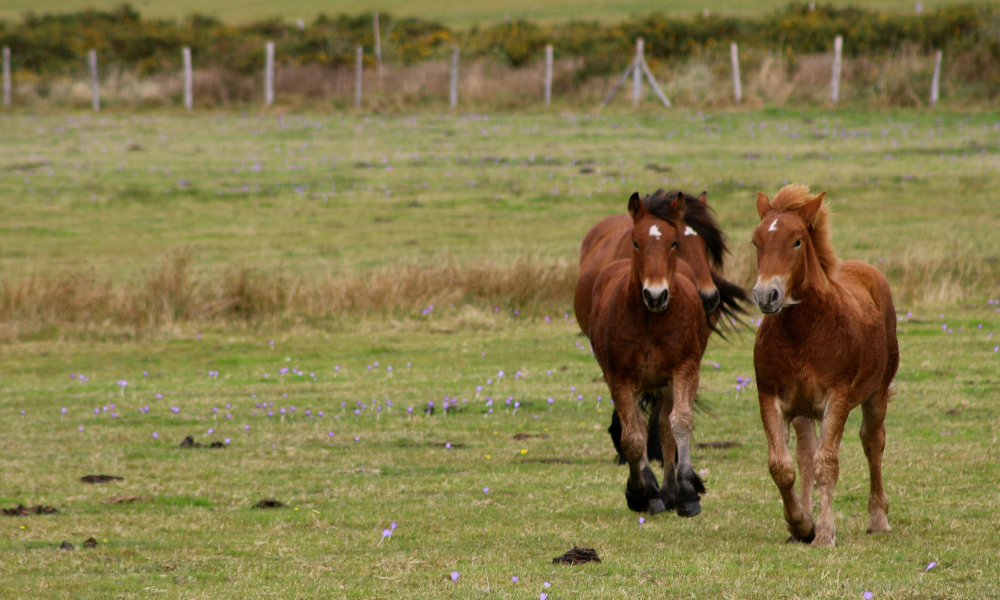 Caballos trotando por el campo