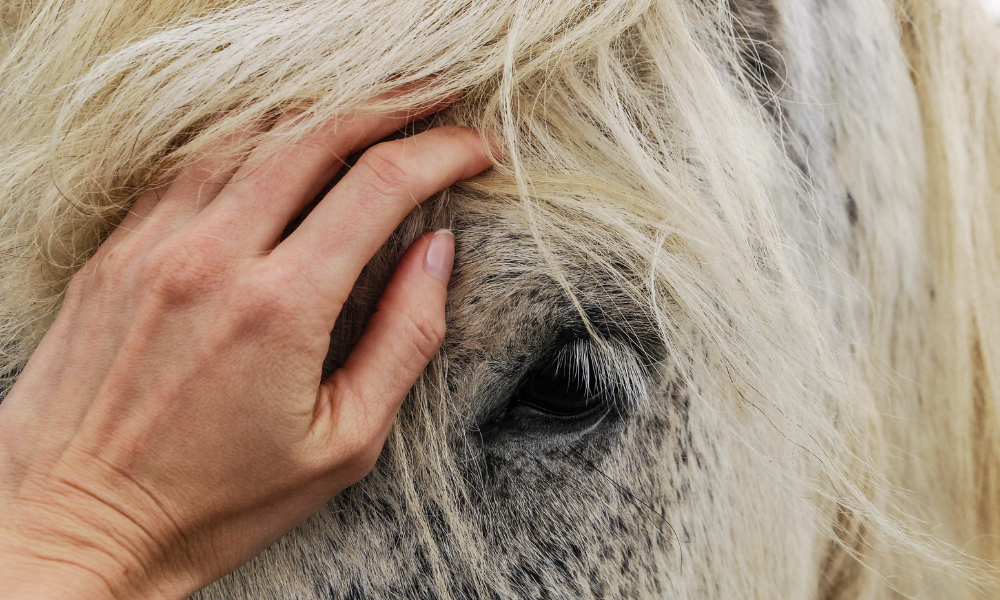 Mano acariciando un caballo