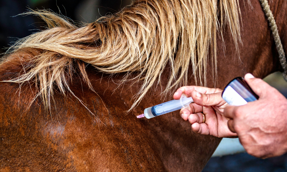Vacunación de un caballo