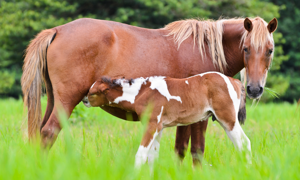 Caballo cuidando de su potro