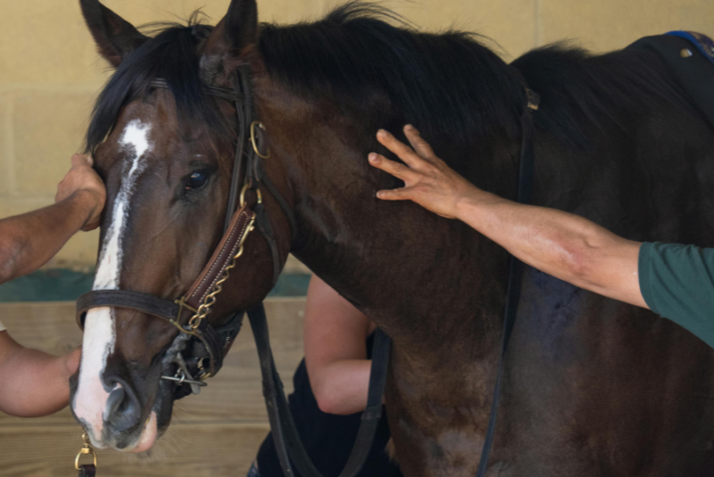 Manos acariciando a un caballo