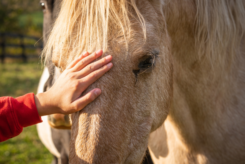 Mano acariciando un caballo
