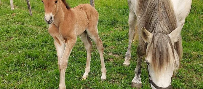Galería Algara Centro Veterinario