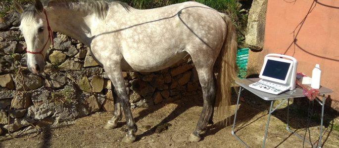 Galería Algara Centro Veterinario