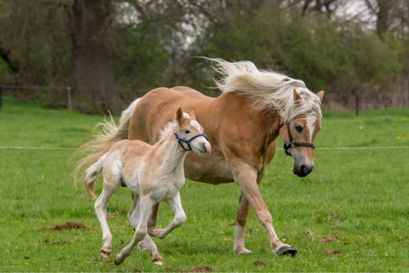 Caballo cuidando de su potro