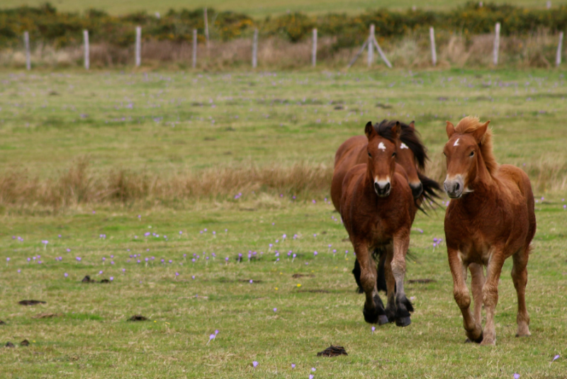 Caballos trotando por el campo