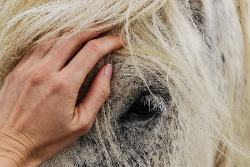 Mano acariciando un caballo