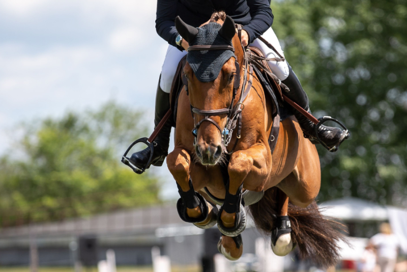 Caballo de competición realizando saltos
