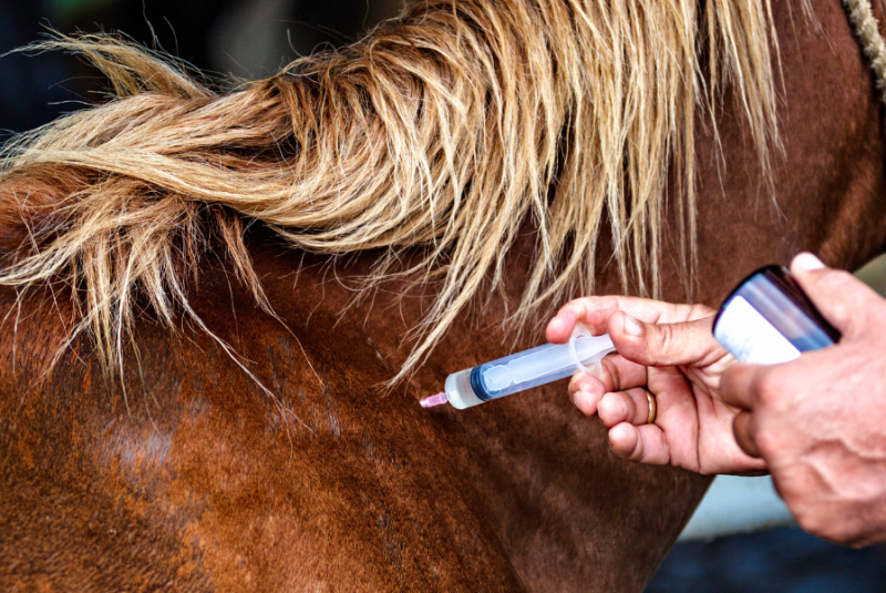 Vacunación de un caballo