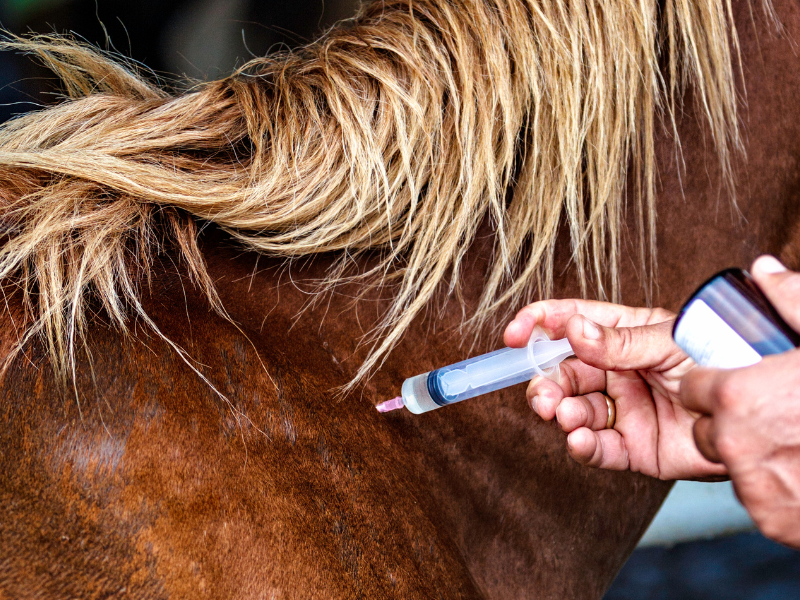 Vacunación de un caballo